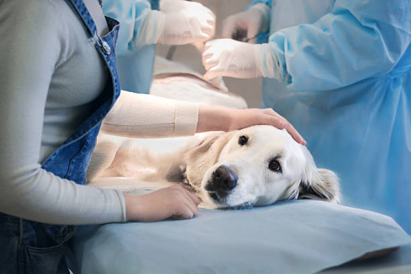 Onde Fazer Cirurgia em Animais Avenida Tiradentes - Cirurgia de Castração de Cachorro