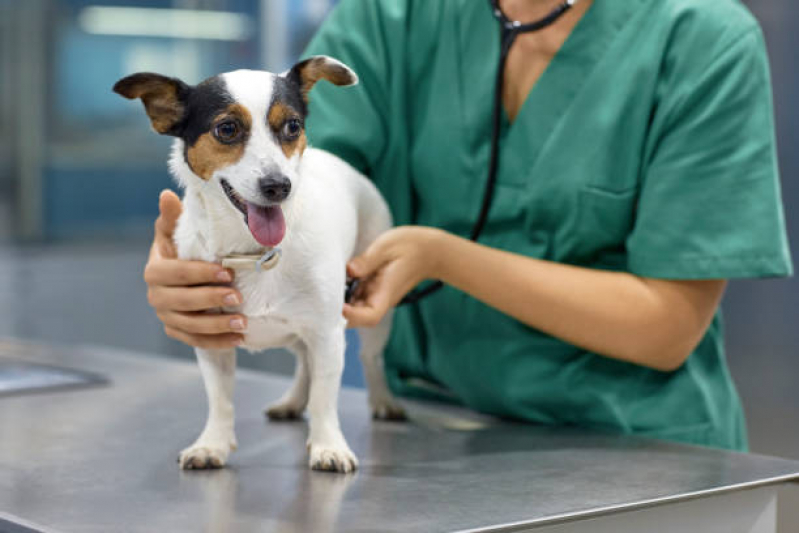 Onde Fazer Cirurgia para Cães Recreio São Jorge - Cirurgia em Animais