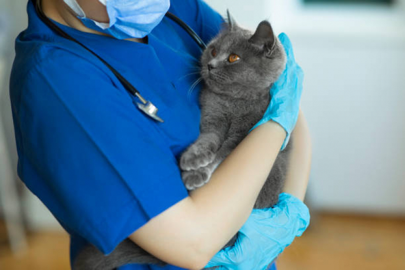 Onde Fazer Internação Clinica Veterinaria Cidade Soberana - Internacao Pet