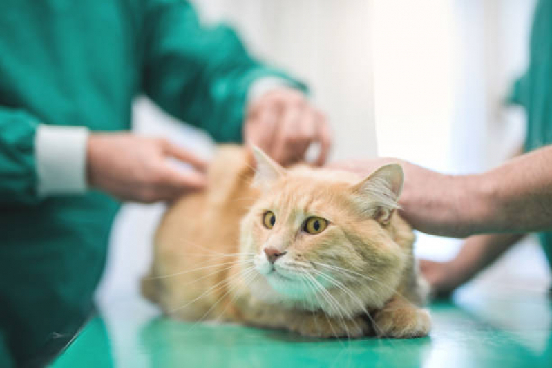 Onde Fazer Internação para Gatos Capelinha - Internação Clinica Veterinaria