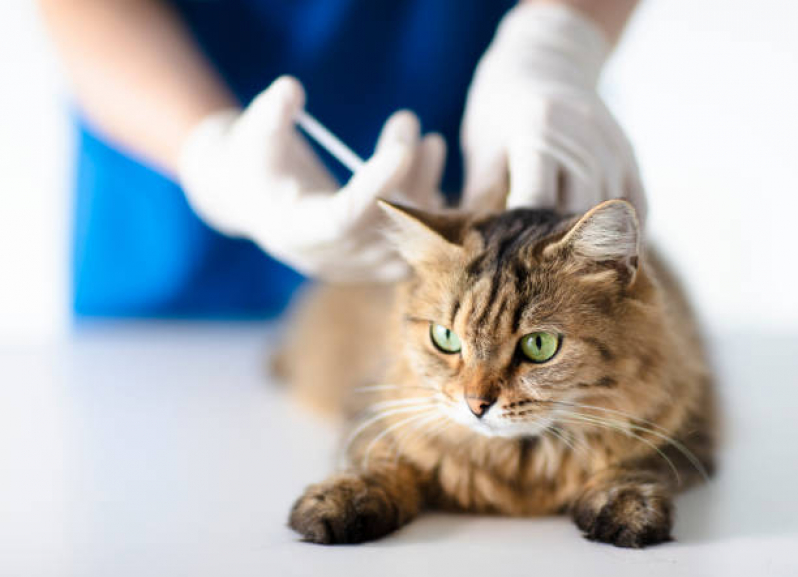 Onde Marcar Consulta Veterinária de Gatos Condomínio Veigas - Consulta Veterinária para Animais