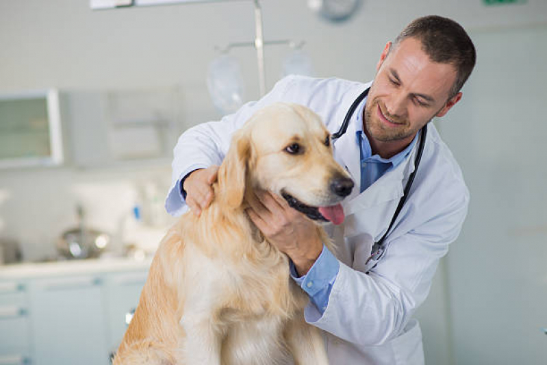 Onde Marcar Consulta Veterinária para Animais CECAP - Consulta Veterinária para Cães