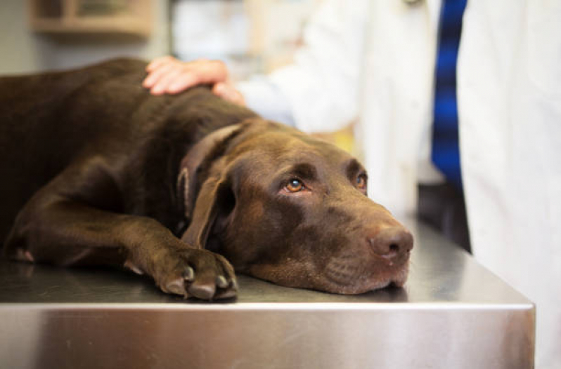 Onde Marcar Consulta Veterinária para Cachorro Poá - Consulta Veterinária para Animais de Estimação