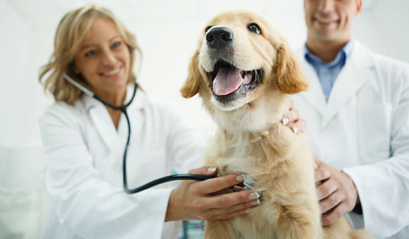 Onde Marcar Consulta Veterinária para Cachorros Cumbica - Consulta Veterinária de Gatos