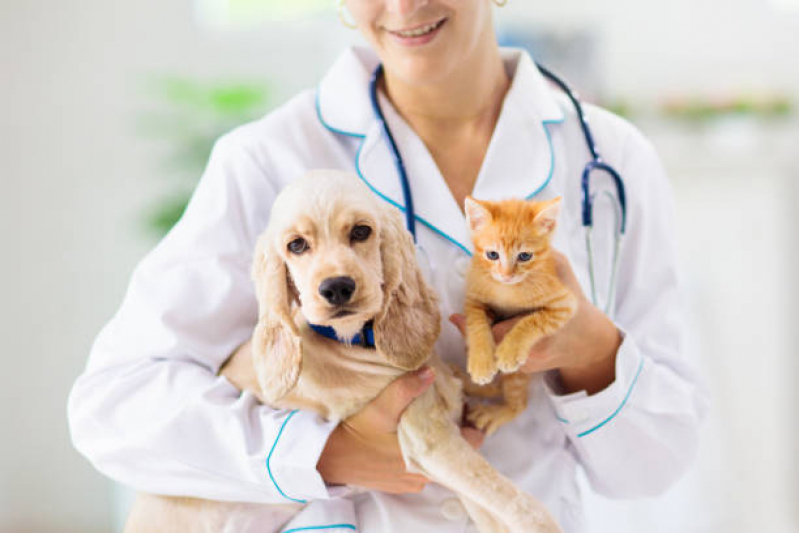Onde Marcar Consulta Veterinária para Cães Bonsucesso - Consulta para Animais