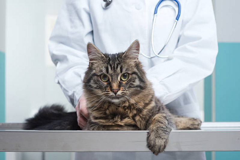 Onde Marcar Consulta Veterinária para Gato Bela Vista - Consulta Veterinária para Gatos