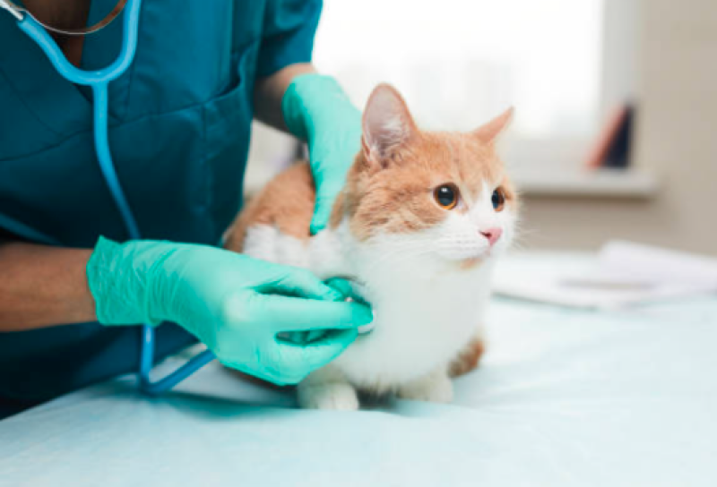 Onde Tem Clínica Veterinária Animal Taboão - Clínica Veterinária Cães e Gatos
