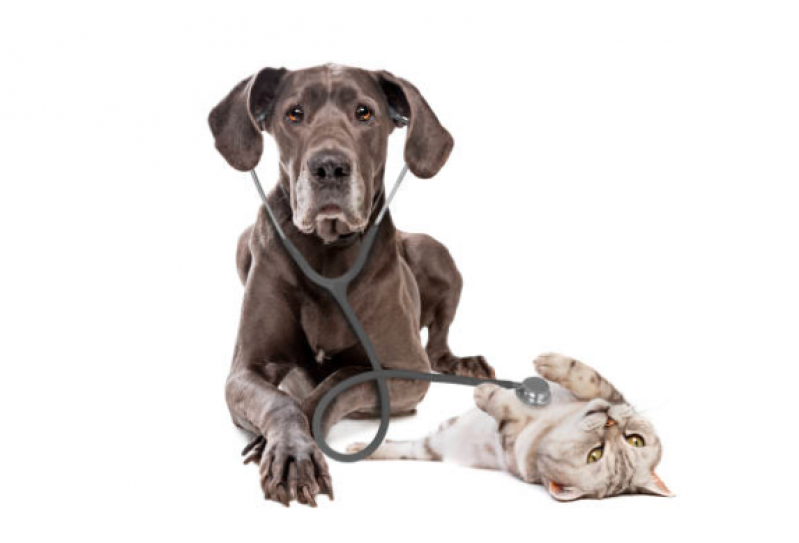 Onde Tem Clínica Veterinária Mais Próximo de Mim Diadema - Clínica Veterinária Cães e Gatos