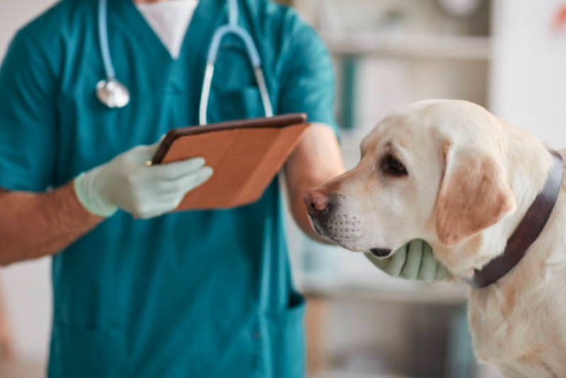 Onde Tem Dermatologista para Cães Santo André - Dermatologista para Pet