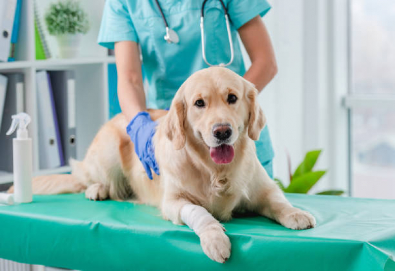 Onde Tem Internação Animal Osasco - Internação Veterinária