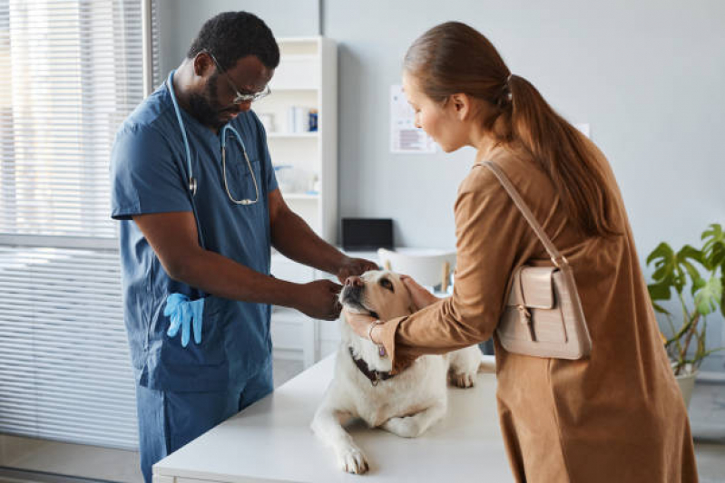 Onde Tem Internação Emergencial para Animais Várzea do Palácio - Internação Veterinária Guarulhos