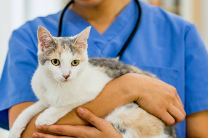 Onde Tem Internação Emergencial para Gatos Pimentas - Internação Veterinária Guarulhos