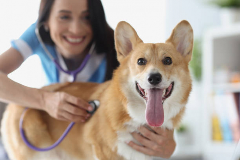 Onde Tem Internação para Cães e Gatos Freguesia do Ó - Internação para Cachorros