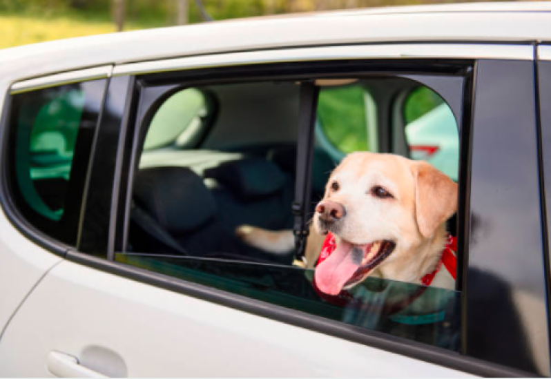 Onde Tem Pet Shop com Táxi Dog Perto de Mim Parque Continental - Táxi para Cães