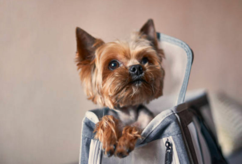 Onde Tem Táxi de Cachorro Morro Grande - Táxi Que Transporta Cachorro