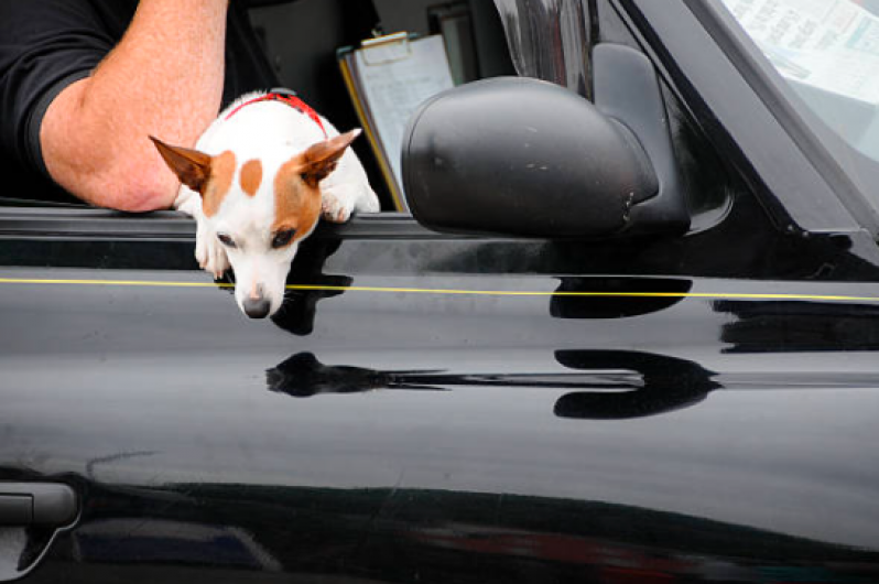 Onde Tem Táxi Dog Perto Brás - Táxi para Cães