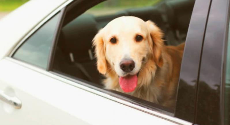 Onde Tem Táxi para Cães Condomínio Veigas - Táxi para Cachorro