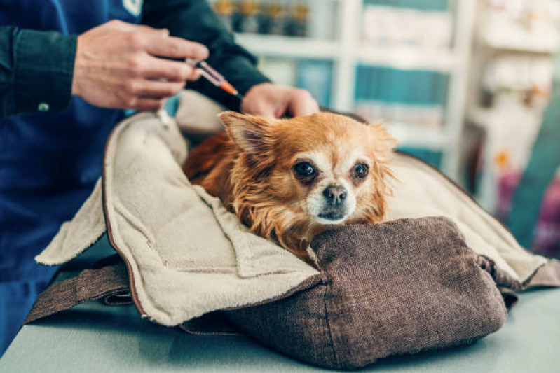 Onde Tem Vacina Antirrábica para Cães Vila Alzira - Vacina contra Raiva para Cachorro