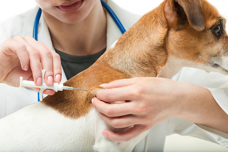 Onde Tem Vacina contra Raiva para Cachorro Ponte Grande - Vacina Fiv Felv