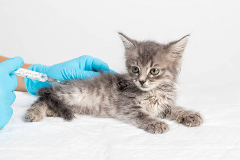 Onde Tem Vacina de Raiva Gato Bosque Maia - Vacina de Raiva para Gatos