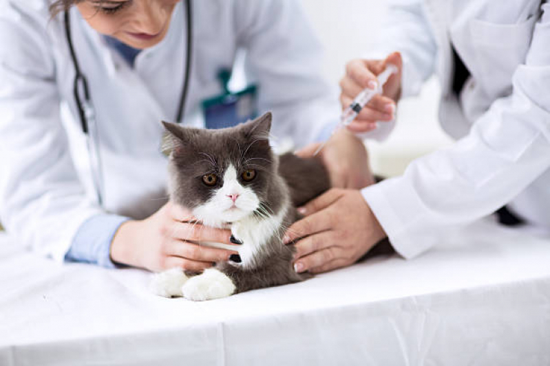 Onde Tem Vacina de Raiva para Gatos Parque Cecats - Vacina de Raiva Gato