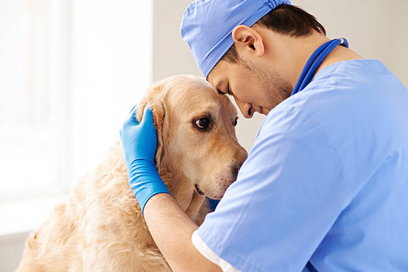 Onde Tem Veterinário de Cachorro Cidade Maia - Veterinário Emergência