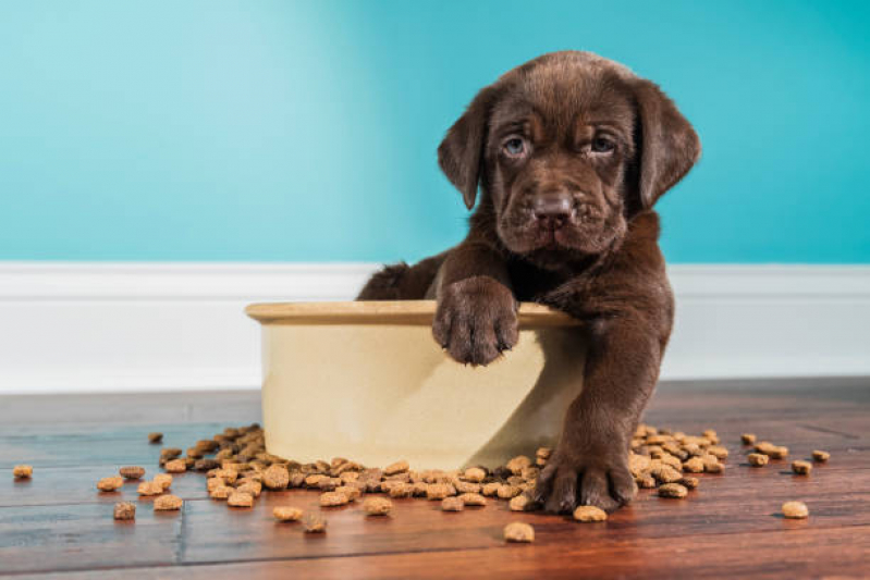 Onde Vende Ração para Cachorro Vila Milton - Ração Natural para Cães