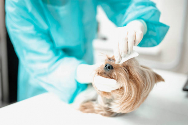 Operação de Catarata em Cães Marcar Tucuruvi - Cirurgia de Catarata em Cães Idosos