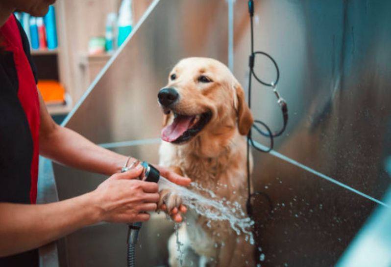 Pet Shop Banho e Tosa Delivery Porto da Igreja - Pet Shop Próximo a Mim