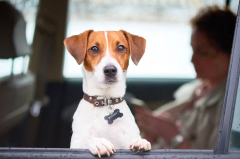 Pet Shop com Táxi Dog Vila Progresso - Táxi para Cachorro