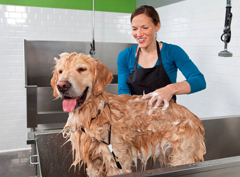 Pet Shop Leva e Traz Endereço Caieiras - Pet Shop Banho e Tosa Perto de Mim