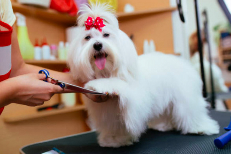 Pet Shop Leva e Traz Freguesia do Ó - Pet Shop Banho e Tosa