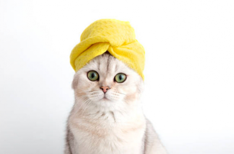 Pet Shop Próximo a Mim Endereço Vila Rosália - Pet Shop Perto de Mim Banho e Tosa