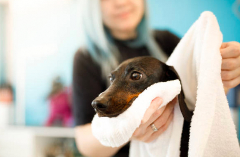 Pet Shop Próximo de Mim Endereço Jardim Tranquilidade - Pet Shop Banho e Tosa Perto de Mim