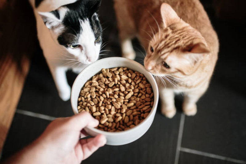 Ração de Gato Castrado Comprar Ponte Grande - Ração para Cachorro