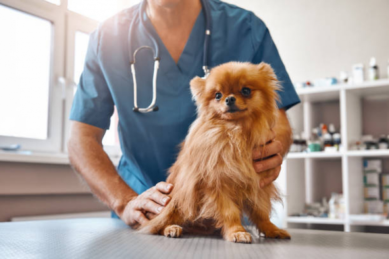 Remédio para Giárdia em Cães Tremembé - Remédio para Giárdia em Cães