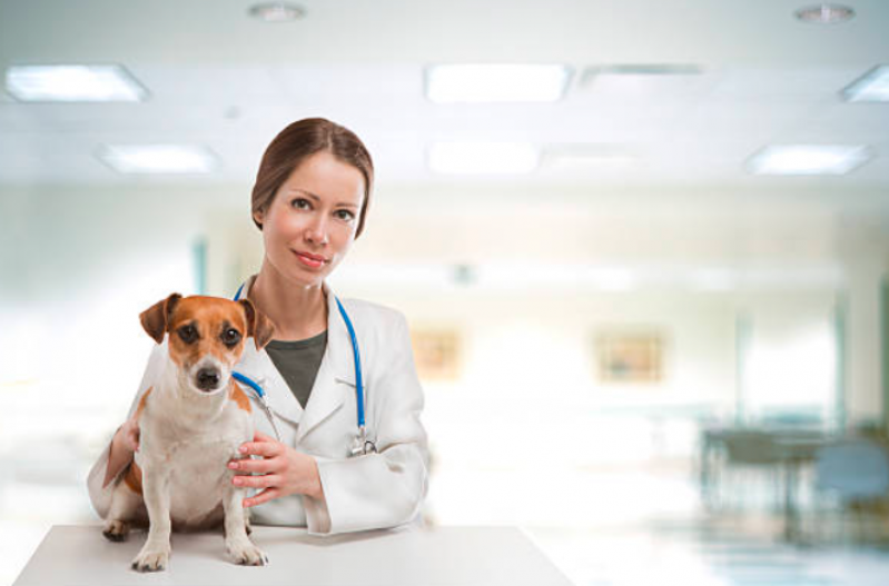 Remédios de Verme para Cachorro Filhote Morro Grande - Remédio de Verme para Cães