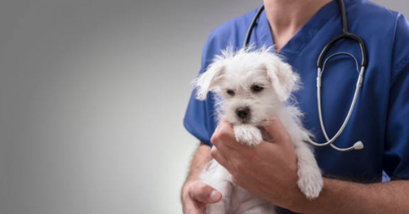 Remédios de Verme para Cães Recreio São Jorge - Remédio de Verme para Cachorro