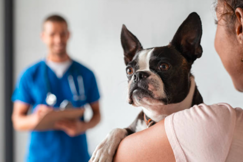 Remédios para Pulgas e Vermes em Gatos Santana - Remédio para Verme de Cachorro Filhote