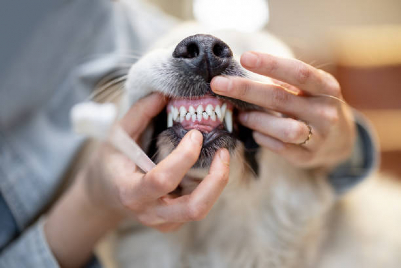 Serviço de Limpeza de Dente Canina Jaraguá - Limpeza de Tártaro Pet