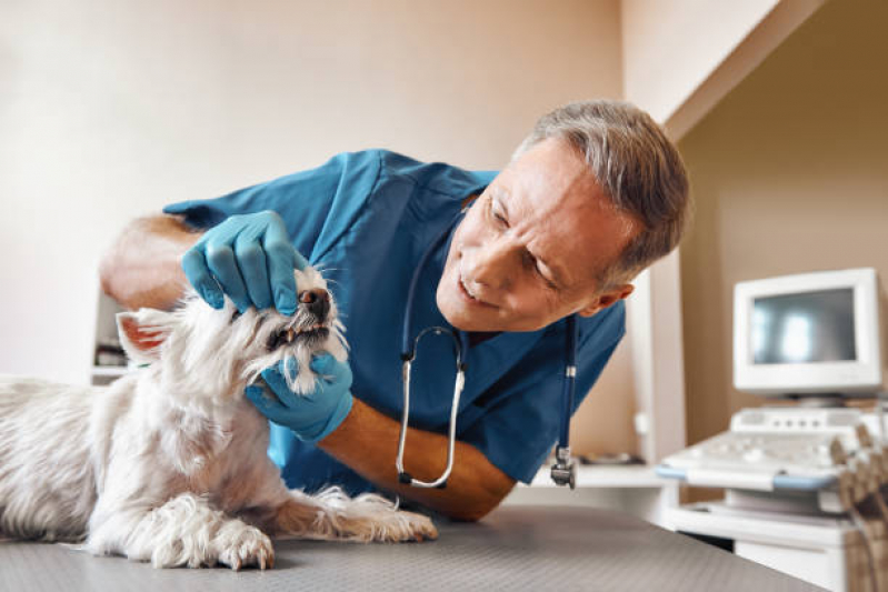 Serviço de Limpeza de Dente Canino Fernão Dias - Limpeza de Tártaro Cachorro