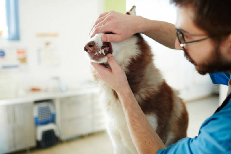 Serviço de Limpeza Dentária Canina Arujá - Limpeza Dentária em Cães