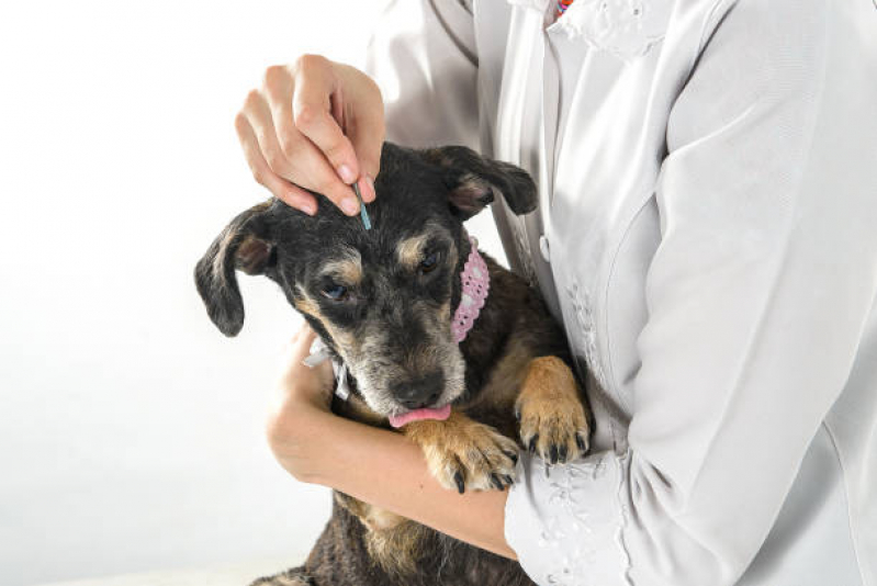 Sessão de Acupuntura em Cães Vila Rosália - Acupuntura para Cachorro de Pequeno Porte