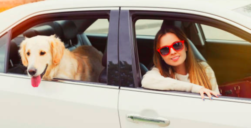 Táxi de Cachorro Agendar Invernada - Pet Shop com Táxi Dog Perto de Mim