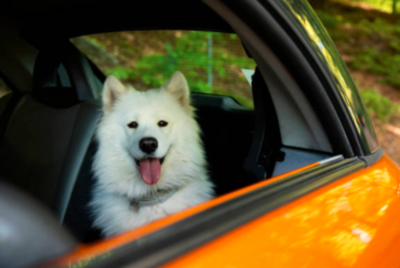 Táxi Dog Banho e Tosa Agendar Jardim Fortaleza - Táxi para Cachorro