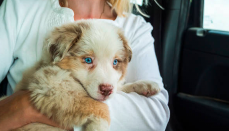 Táxi Dog Perto Marcar Jardim Aracília - Táxi de Cachorro