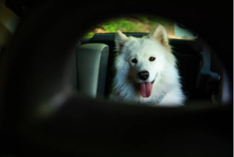 Táxi para Cachorros Agendar Itaim - Táxi Dog Perto