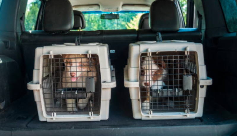 Táxi para Cachorros Bosque Maia - Táxi Dog Perto de Mim
