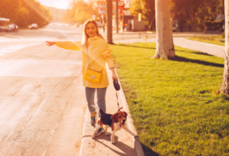 Táxi para Cães Agendar Paraventi - Táxi Que Transporta Cachorro