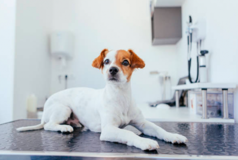 Telefone de Clínica Especializada em Castração para Cachorros Brasilândia - Clínica Especializada em Castração Gato